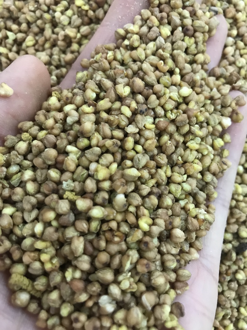 苦乔茶大量现货批发常年有货