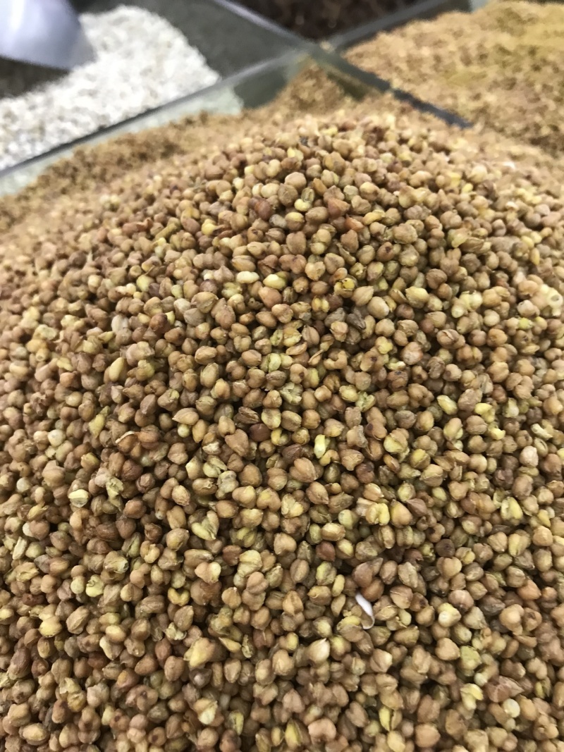 苦乔茶大量现货批发常年有货