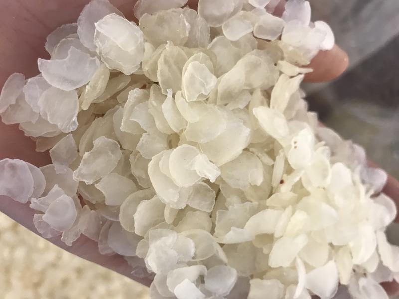 皂角米产地大量批发皂角米，长期大货供应，