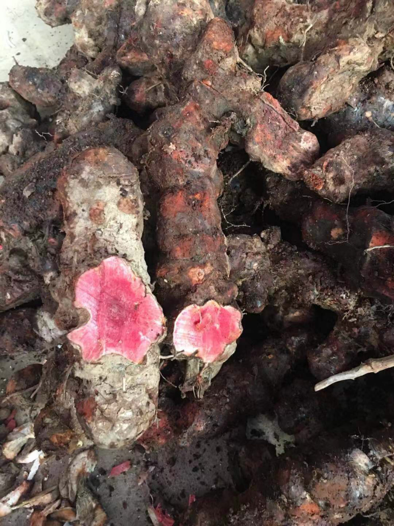 土茯苓（红肉金刚头，精选大条圆身，产地一手货源，长期有货