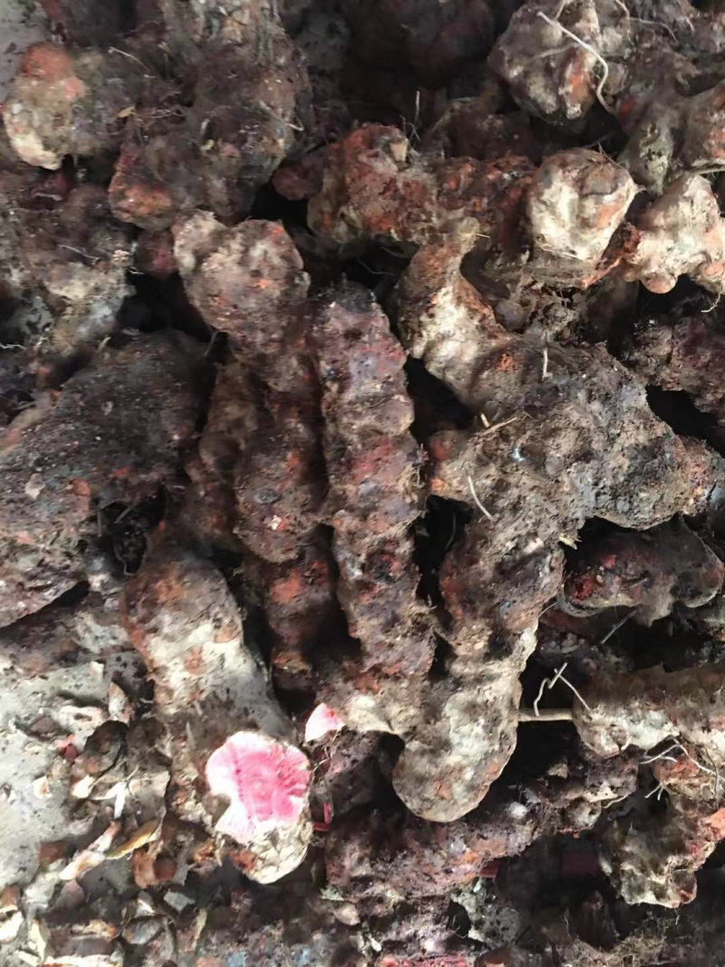 土茯苓（红肉金刚头，精选大条圆身，产地一手货源，长期有货
