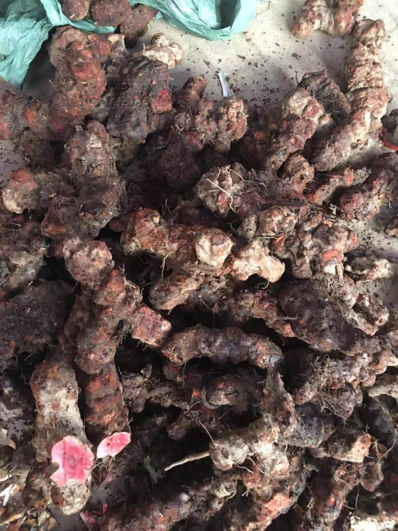 土茯苓（红肉金刚头，精选大条圆身，产地一手货源，长期有货