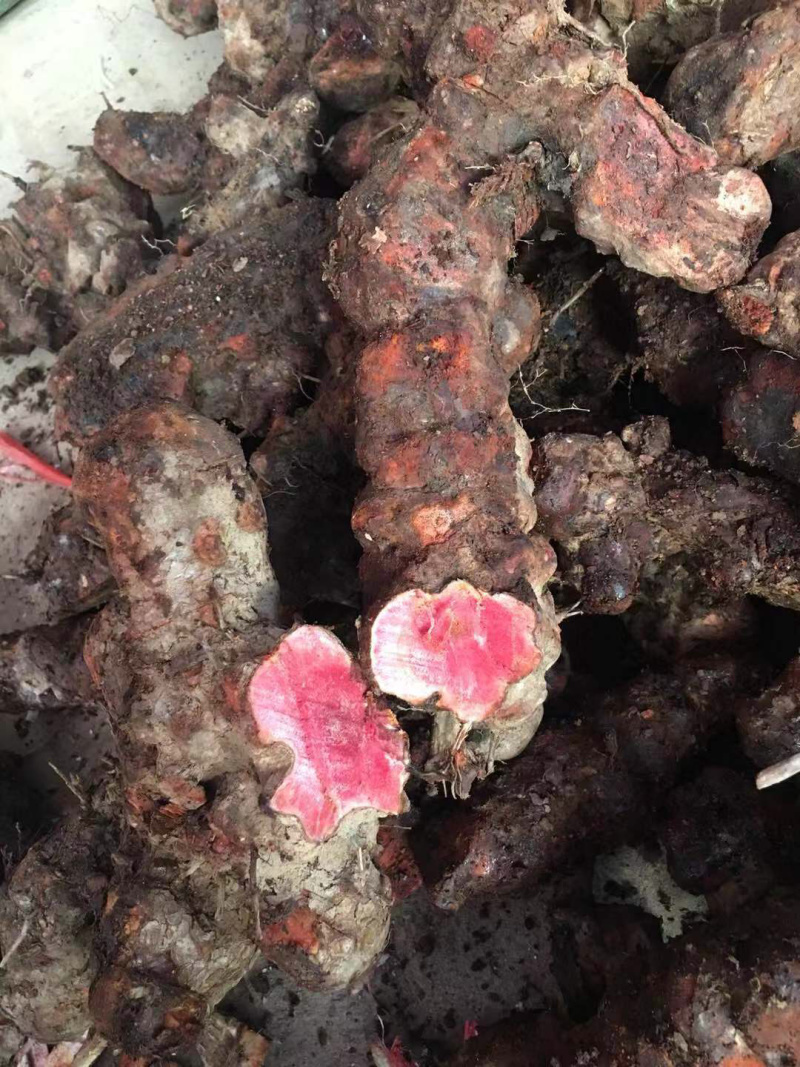 土茯苓（红肉金刚头，精选大条圆身，产地一手货源，长期有货