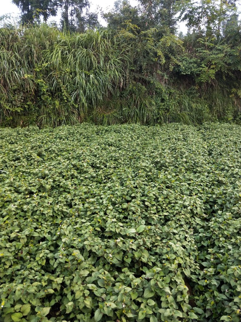 鱼腥草已经上市欢迎各位老板洽谈将近百亩！一天可以出5千斤