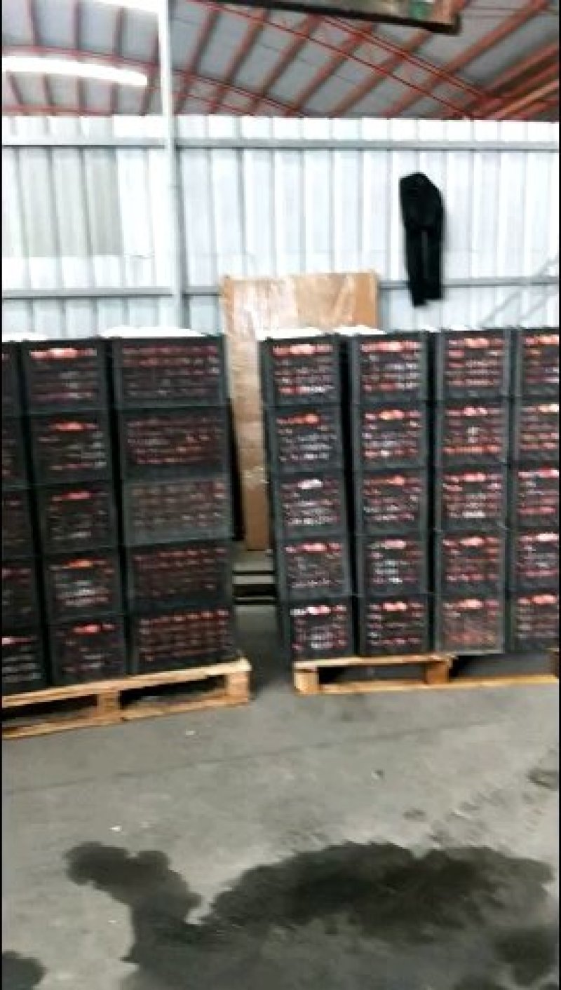 临潼特产，火晶柿子1~2两以内。