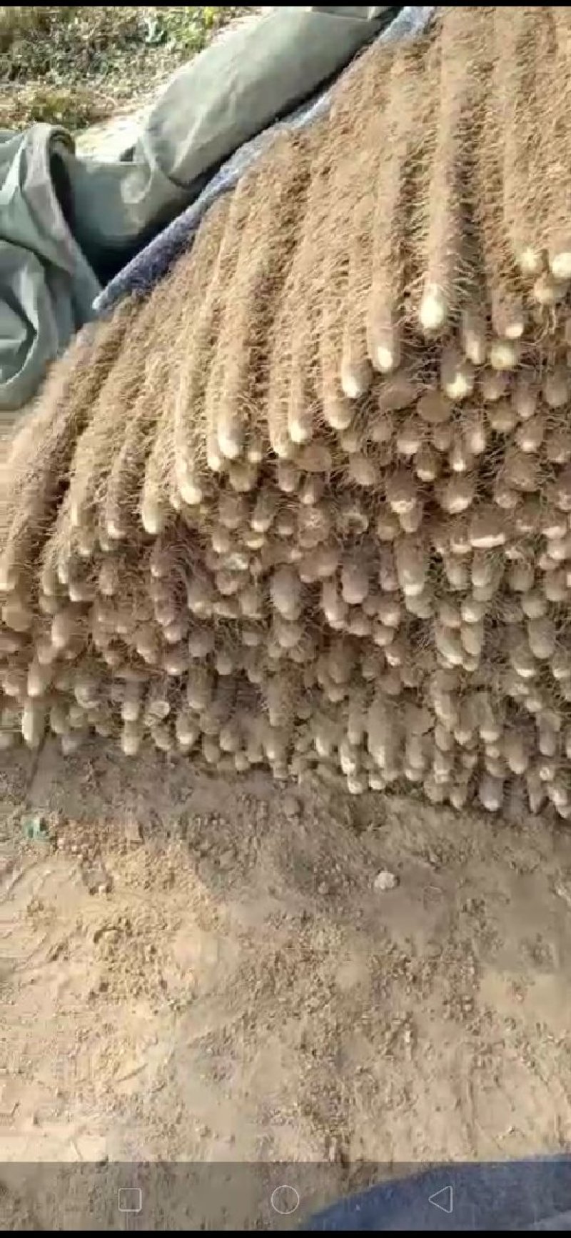 内黄麻山药大量上市要的联系，条形好价格便宜