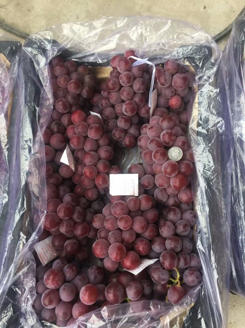 【热卖】葡萄大量库存巨峰葡萄质量好价格便宜