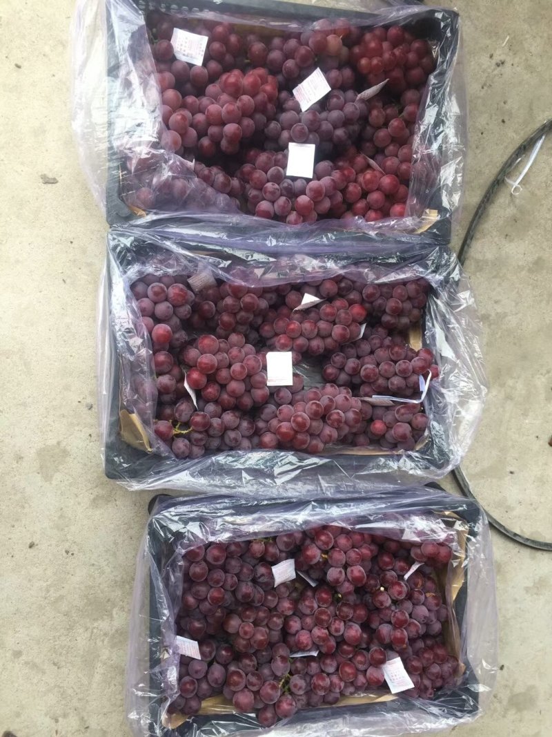 【热卖】葡萄大量库存巨峰葡萄质量好价格便宜