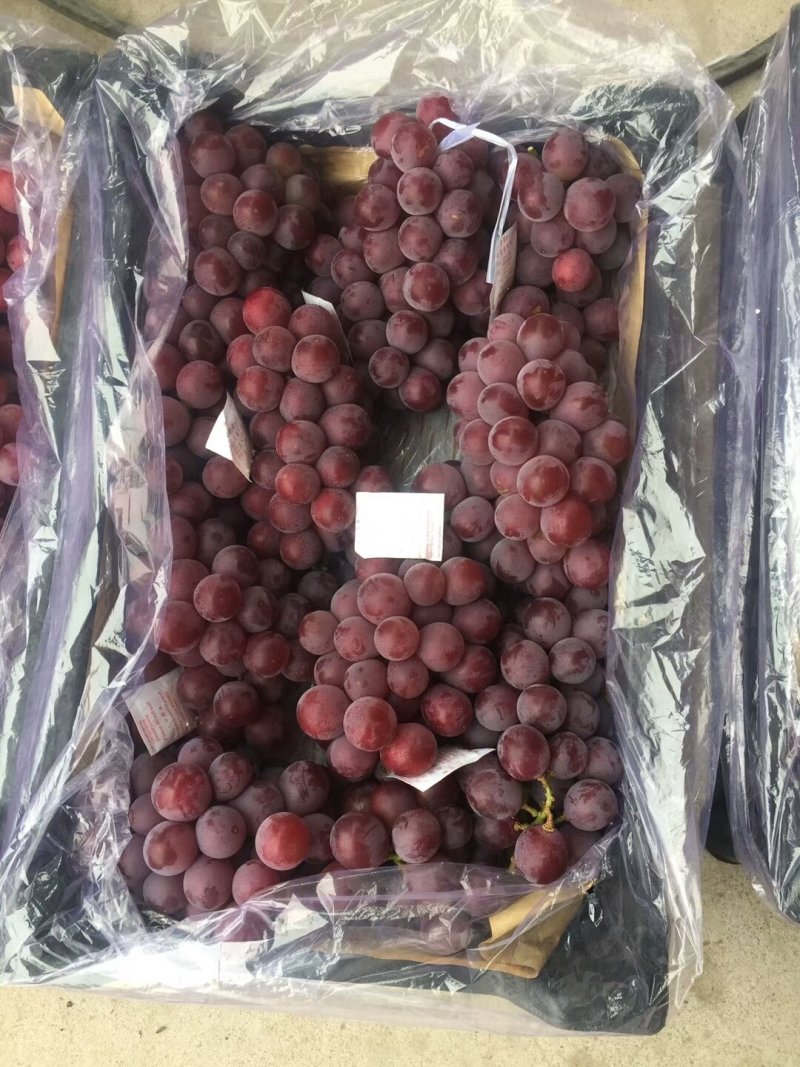 【热卖】葡萄大量库存巨峰葡萄质量好价格便宜