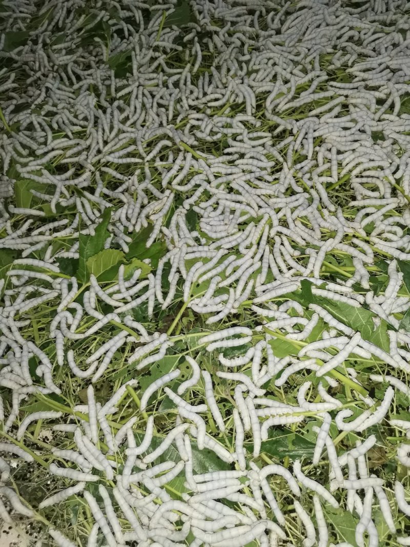 蚕砂