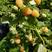 黄树莓苗双季树莓苗2年苗当年结果大果各种树莓苗高产树莓苗