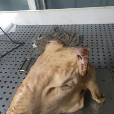 羊副产品羊下货羊杂
