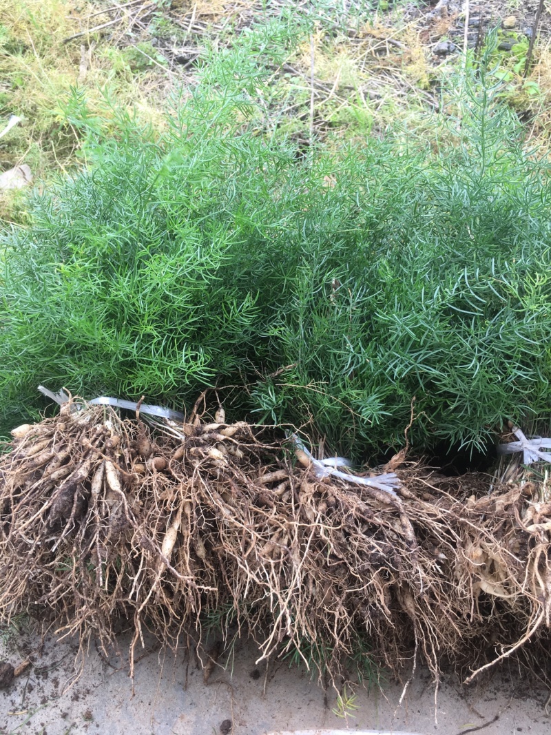 天冬苗基地批发良种天冬苗薯多苗壮一首货源货真价实
