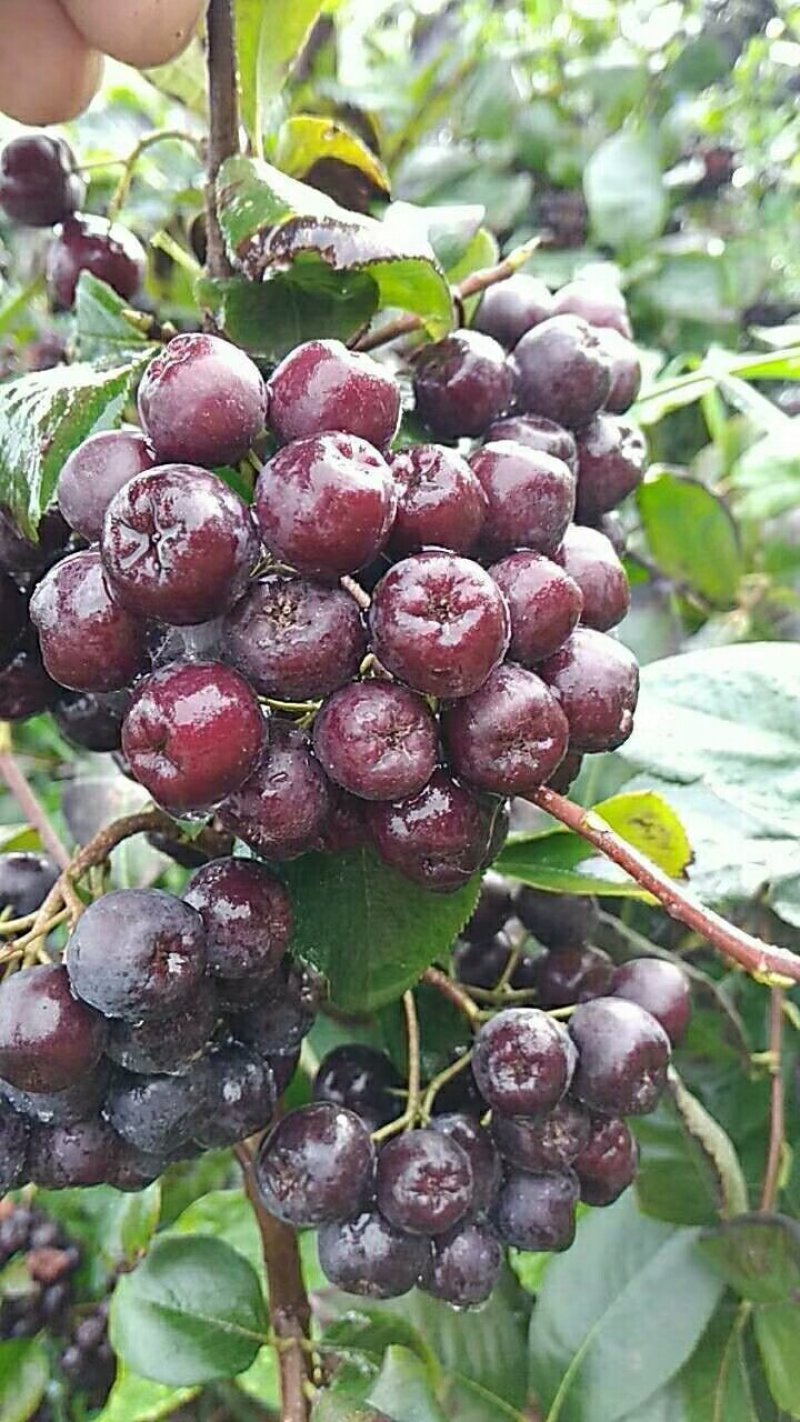 黑果腺肋花楸