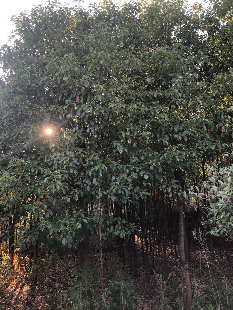 有大量香樟树出售，可打包，需要可联系详情