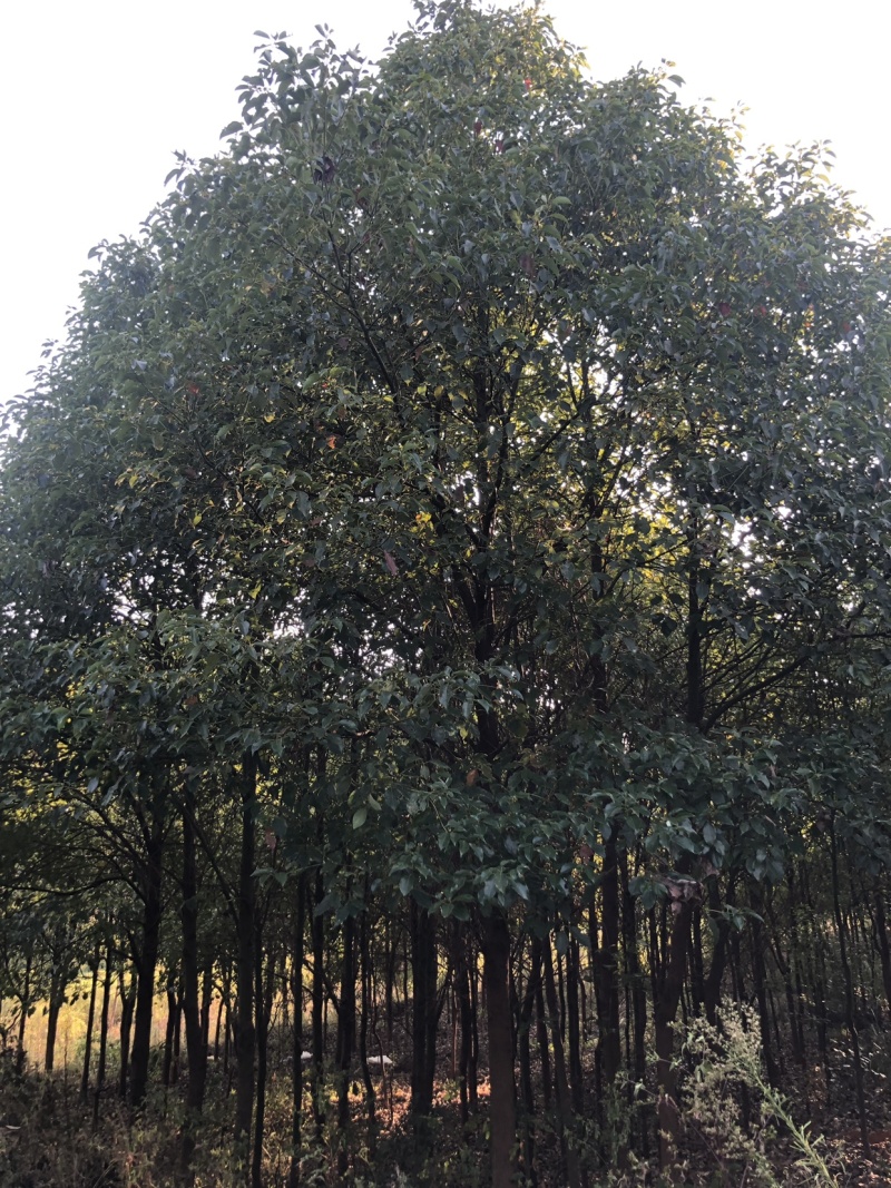有大量香樟树出售，可打包，需要可联系详情