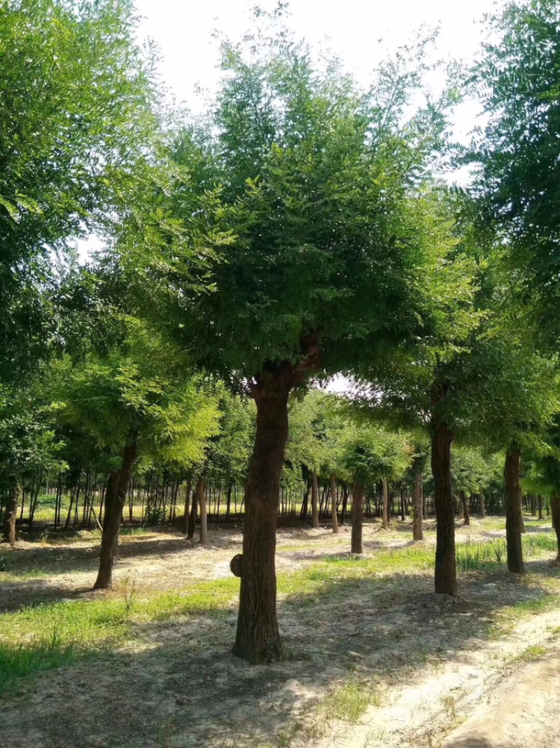 皂角大规格皂角40公分50公分60公分70公分80公分