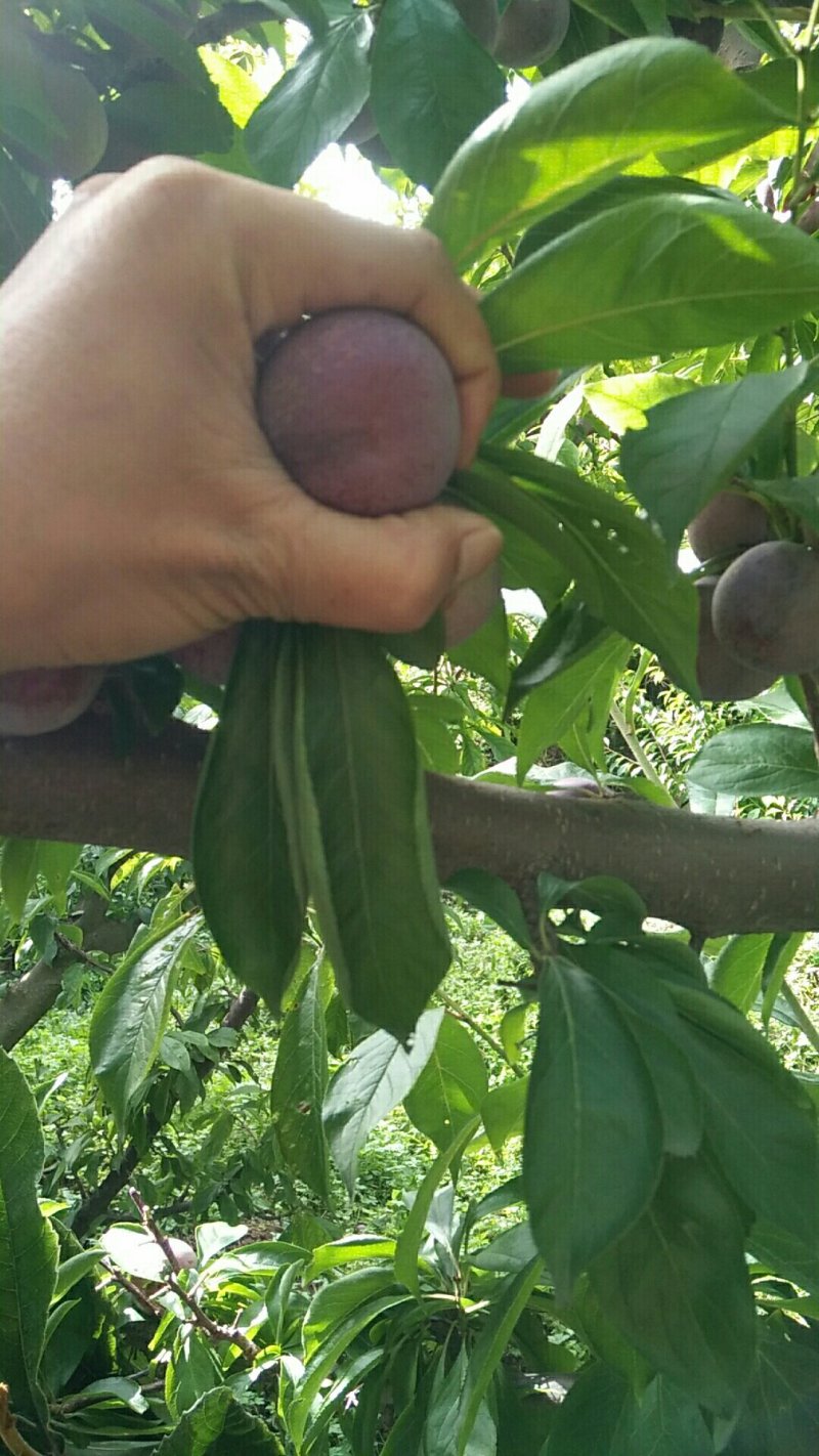 红脆李，公分苗