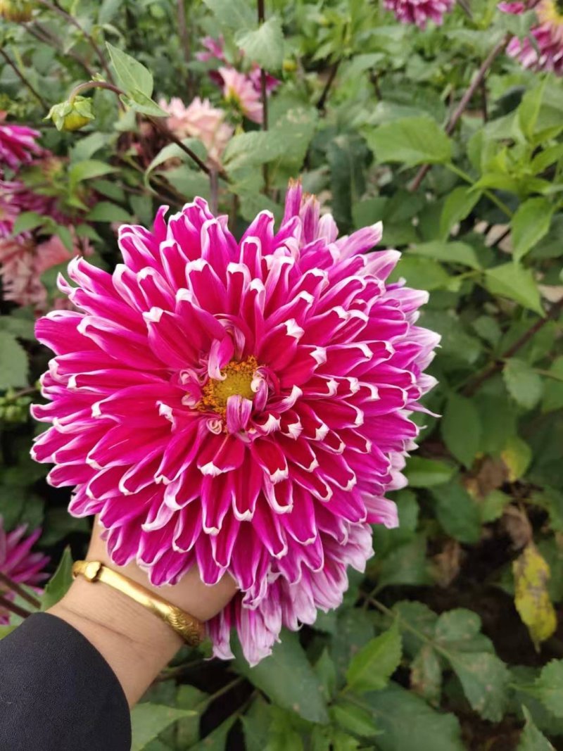 精品大丽花产地直发