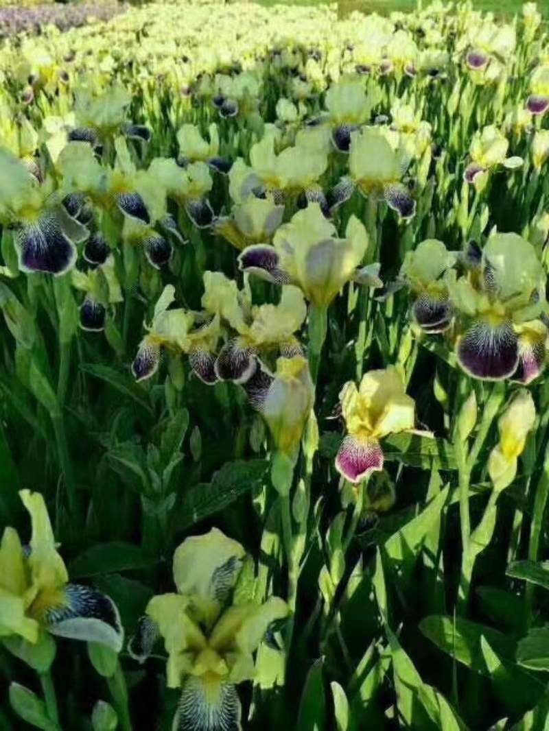 德国莺尾花大量供应