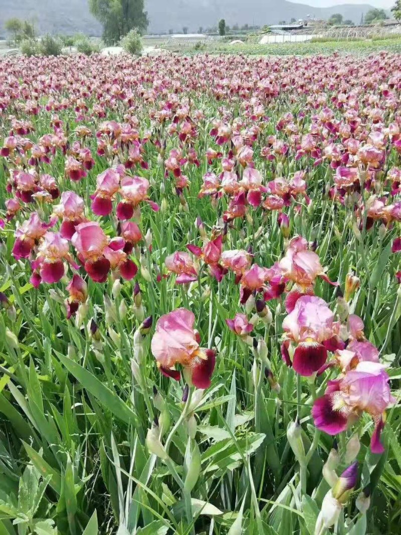 德国莺尾花大量供应