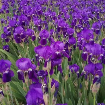德国莺尾花大量供应