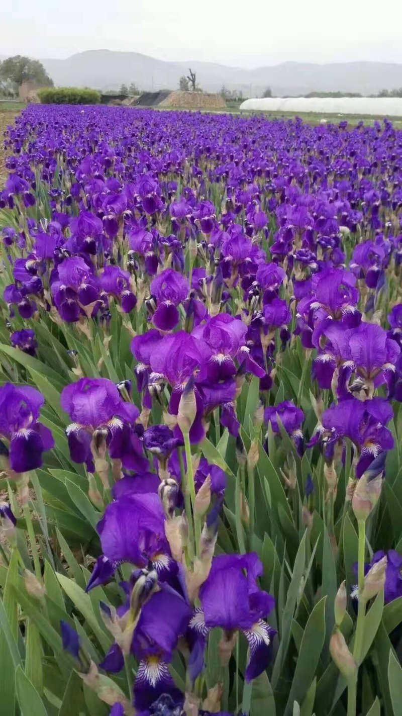 德国莺尾花大量供应