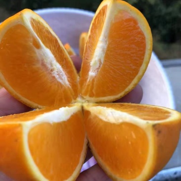 冰糖橙十斤包邮包装完好一件代发