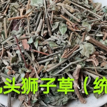九头狮子草.湖南产道地药材，质优价实，品质保证，药典标准