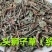 九头狮子草.湖南产道地药材，质优价实，品质保证，药典标准