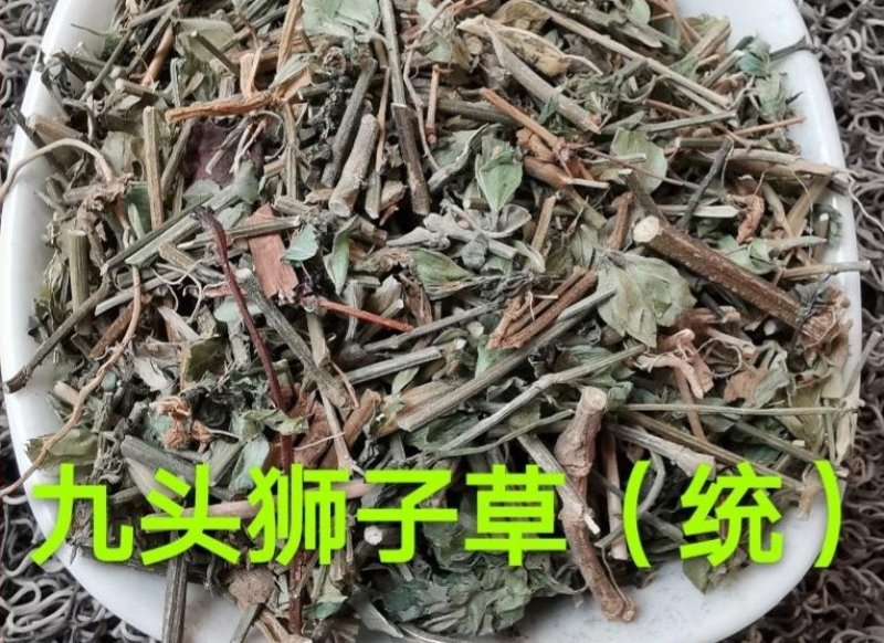 九头狮子草.湖南产道地药材，质优价实，品质保证，药典标准