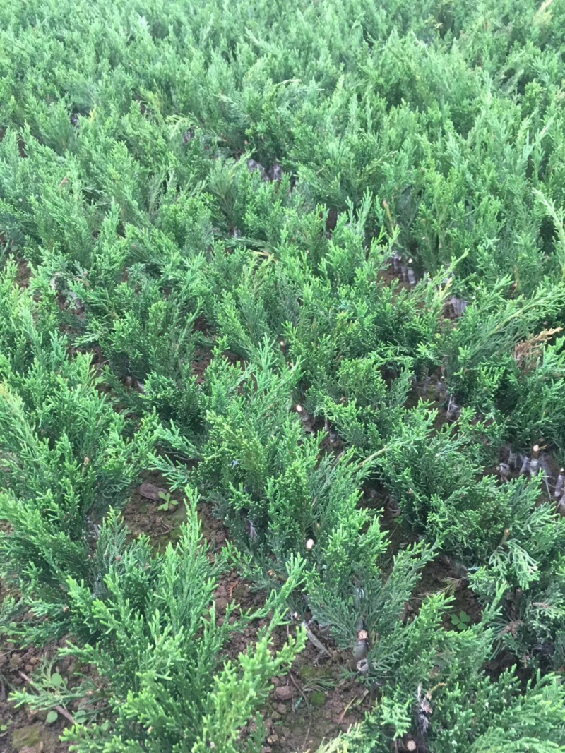 龙柏嫁接小苗和工程苗