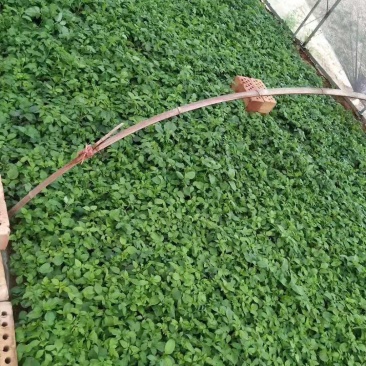 苗子大丽花成活率高