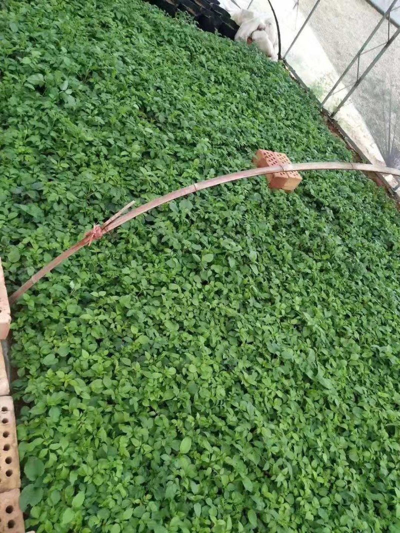 苗子大丽花成活率高
