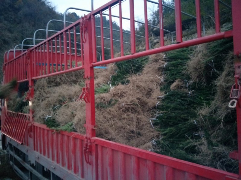 四川“夏禹林”曼地亚红豆杉小苗，基地发货量大价更优。