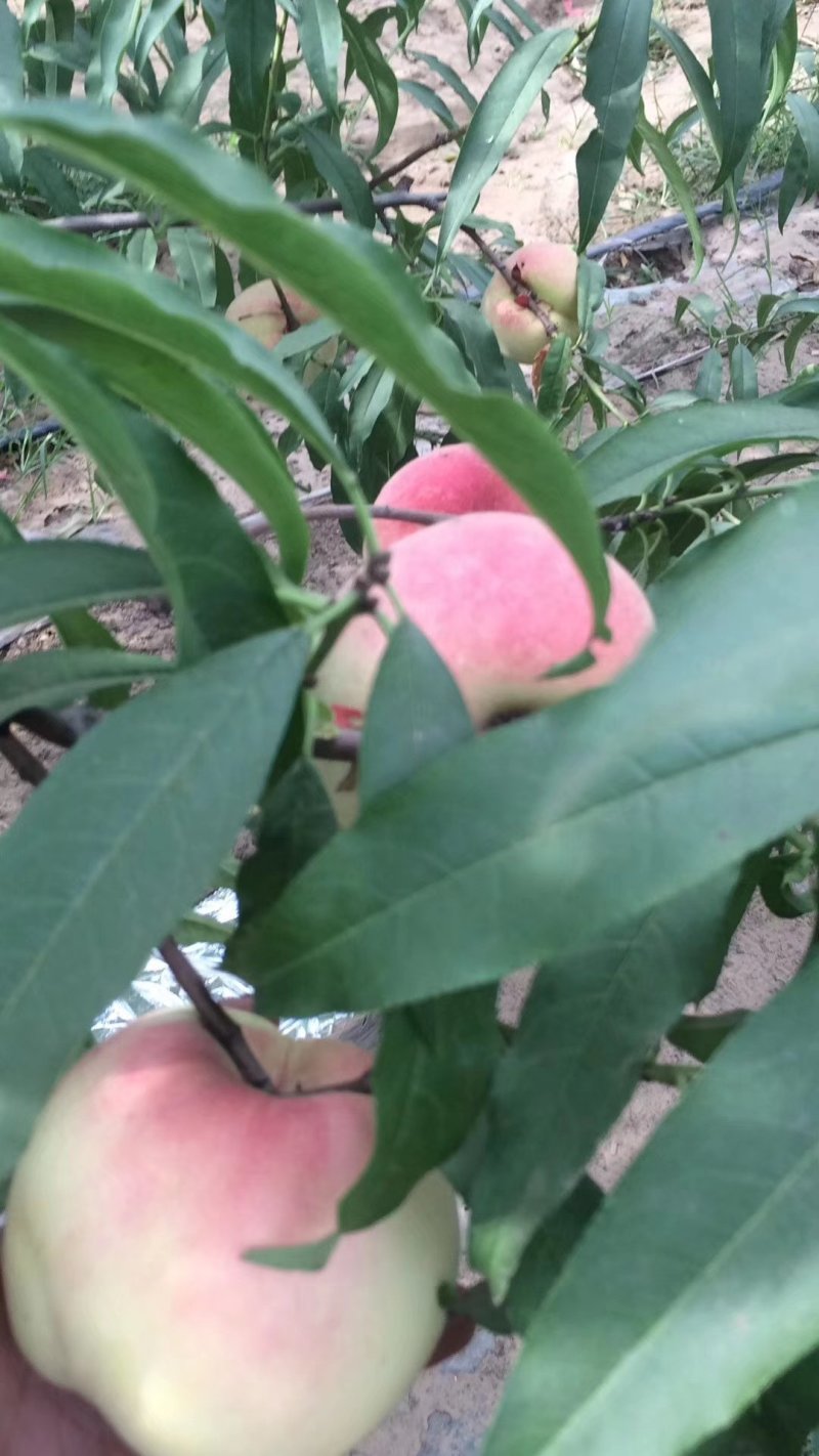 冬桃