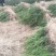 四川“夏禹林”曼地亚红豆杉小苗，基地发货量大价更优。
