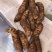野生鲜天麻
