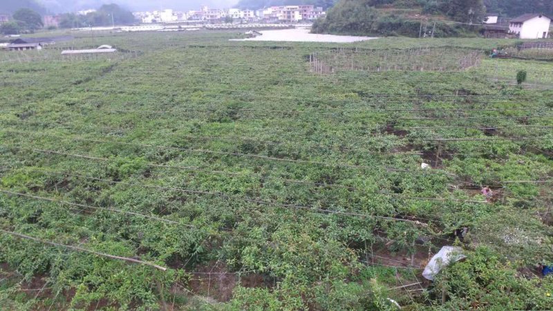 八月瓜苗【黄金霸】九月黄苗送苗-种植-包回收亩产5千斤