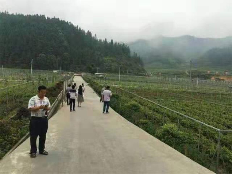 八月瓜苗【黄金霸】九月黄苗送苗-种植-包回收亩产5千斤