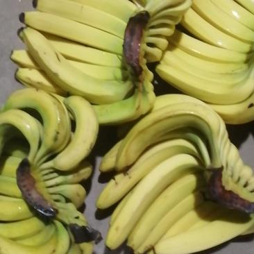 常年供应云南，海南，广西香蕉量大从优，质量杠杠，