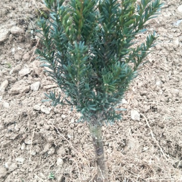 基地发货曼地亚红豆杉挂果移植过的粗杆苗无中介包邮现货现挖