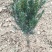 基地发货曼地亚红豆杉挂果移植过的粗杆苗无中介包邮现货现挖