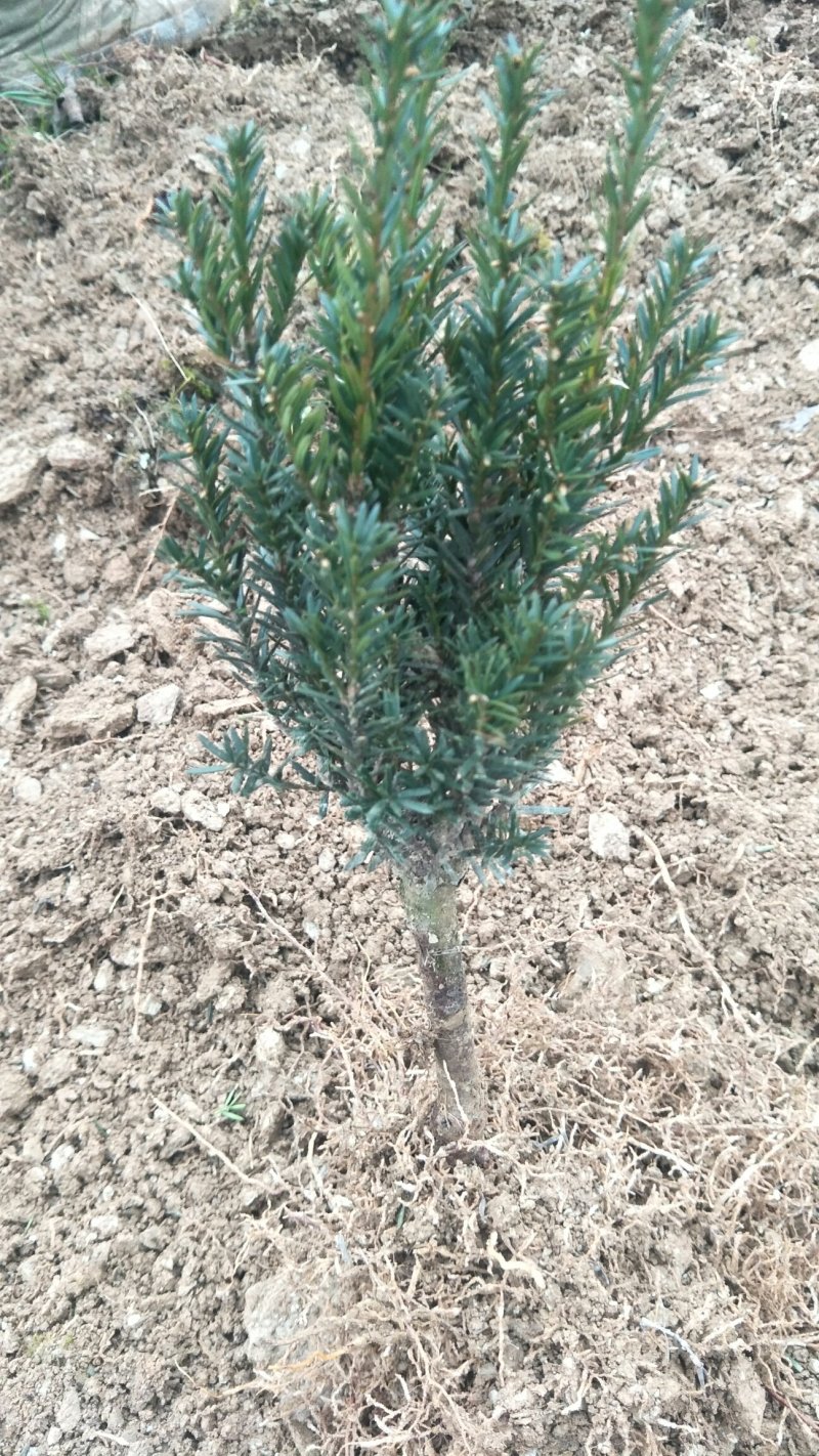 基地发货曼地亚红豆杉挂果移植过的粗杆苗无中介包邮现货现挖