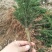 基地发货曼地亚红豆杉挂果移植过的粗杆苗无中介包邮现货现挖