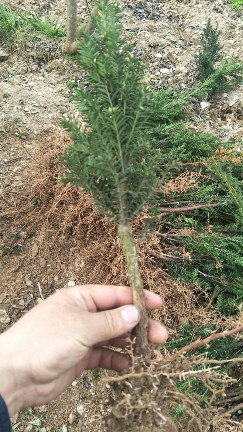基地发货曼地亚红豆杉挂果移植过的粗杆苗无中介包邮现货现挖