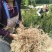 基地发货曼地亚红豆杉挂果移植过的粗杆苗无中介包邮现货现挖