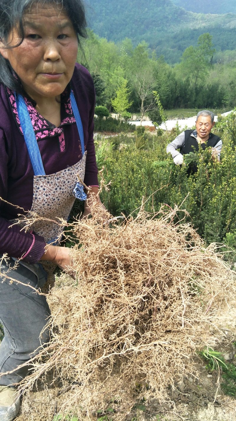 基地发货曼地亚红豆杉挂果移植过的粗杆苗无中介包邮现货现挖