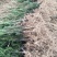 基地发货曼地亚红豆杉挂果移植过的粗杆苗无中介包邮现货现挖