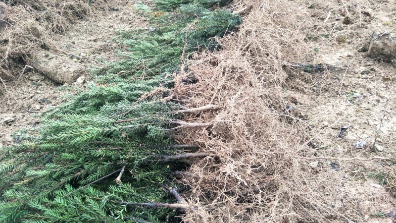 基地发货曼地亚红豆杉挂果移植过的粗杆苗无中介包邮现货现挖